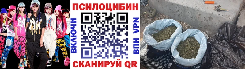 Купить  Данков  Галлюциногенные грибы Psilocybine cubensis 